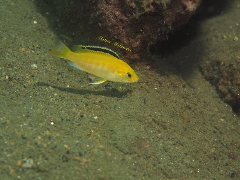 Labidochromis caeruleus 'Lion's Cove'